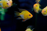 Golden Balloon Rams - RARE Cichlid Rams Short Body